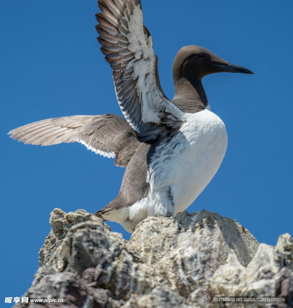 海鳩