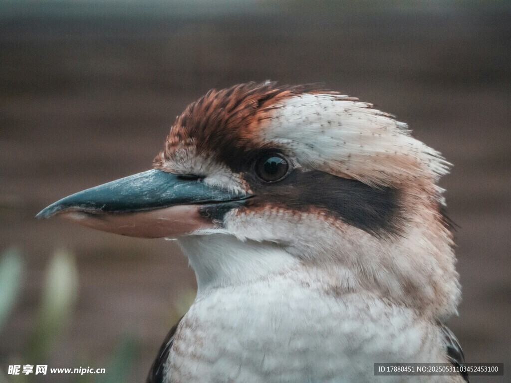 笑翠鳥
