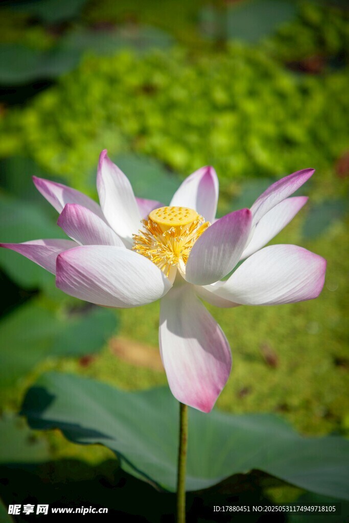 荷花