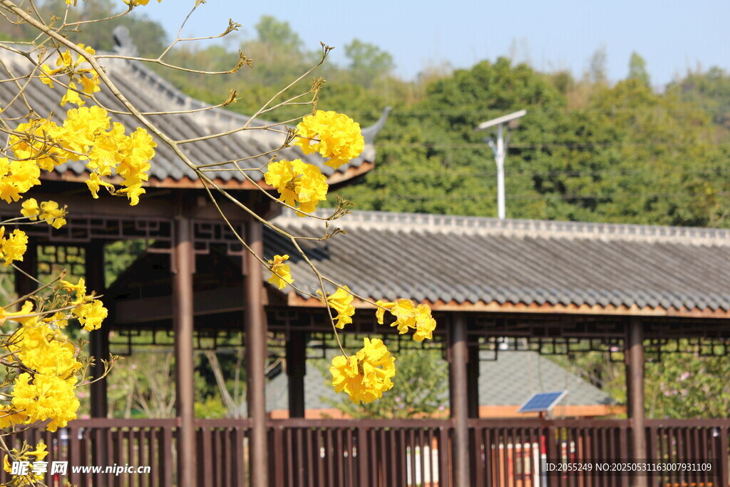 潮州市潮安區(qū)文詞鎮(zhèn)河塘村風(fēng)鈴木