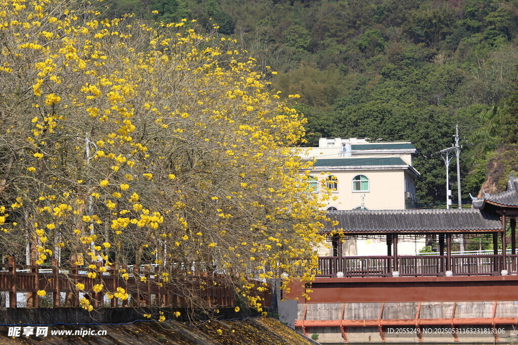 潮州市潮安區(qū)文詞鎮(zhèn)河塘村風(fēng)鈴木
