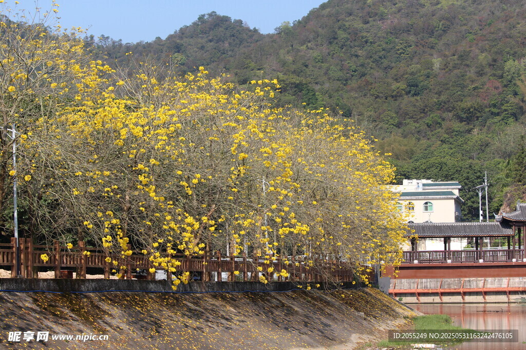 潮州市潮安區(qū)文詞鎮(zhèn)河塘村風鈴木