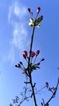藍(lán)天映襯下的花枝綻放
