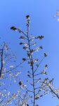 藍(lán)天映襯下的樹枝