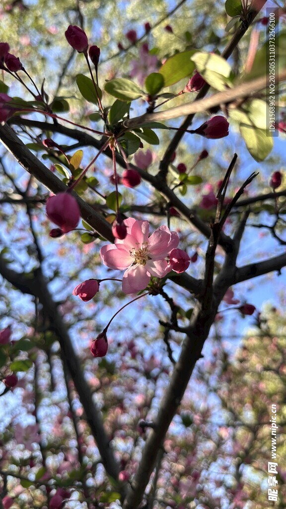 枝頭綻放的嬌艷粉色花朵