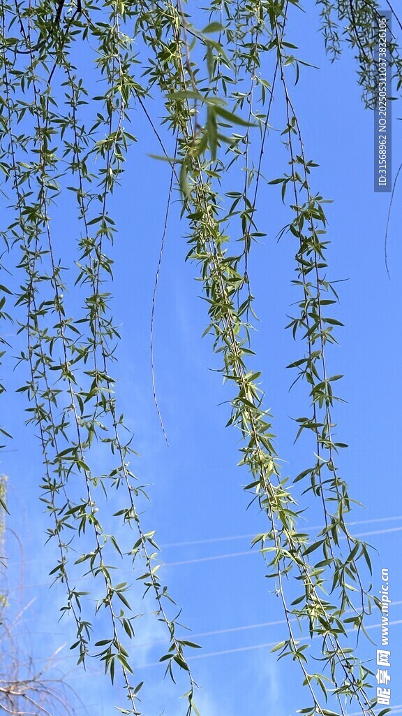 藍天垂柳 清新自然景致