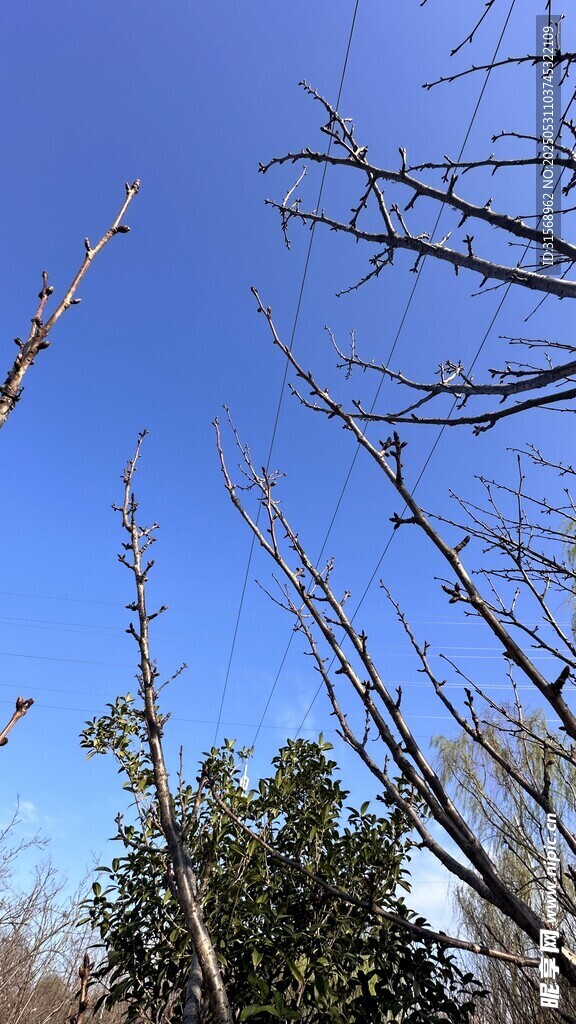 藍天枯枝綠植自然景象