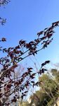 枝頭紅葉映藍(lán)天