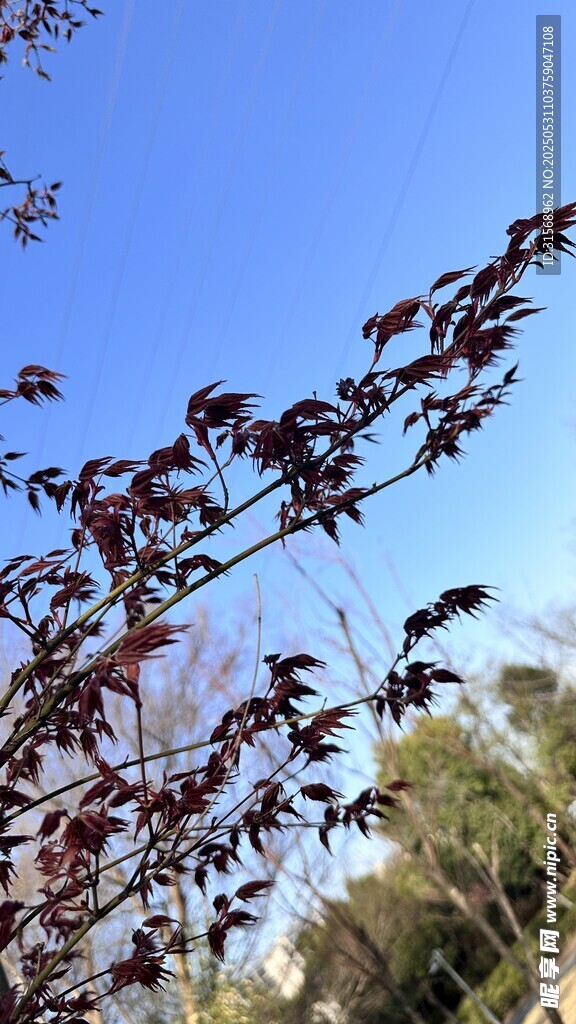 枝頭紅葉映藍天