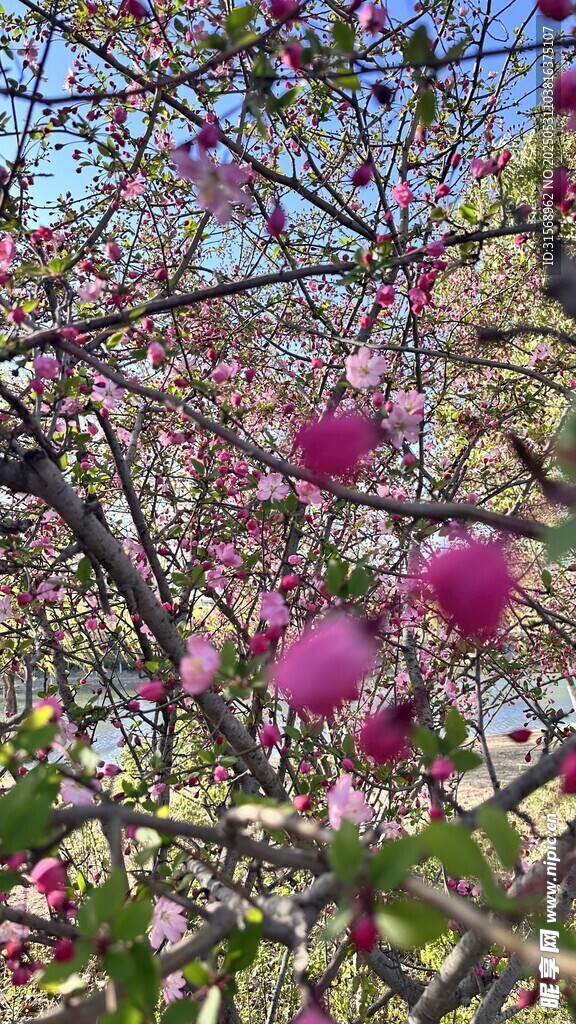 枝頭綻放的嬌艷粉色花朵