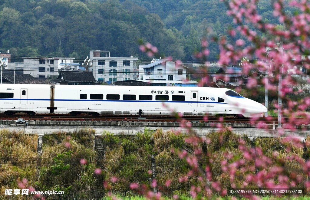 高鐵穿行于爛漫花叢間