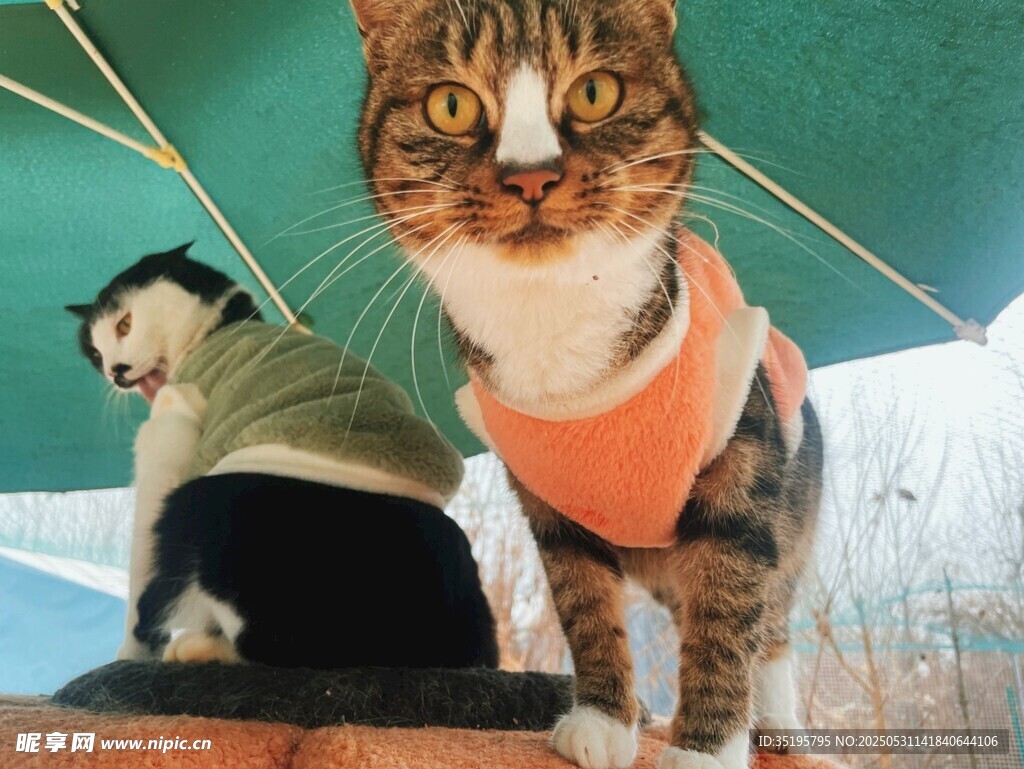 穿背心貓咪與休憩男子