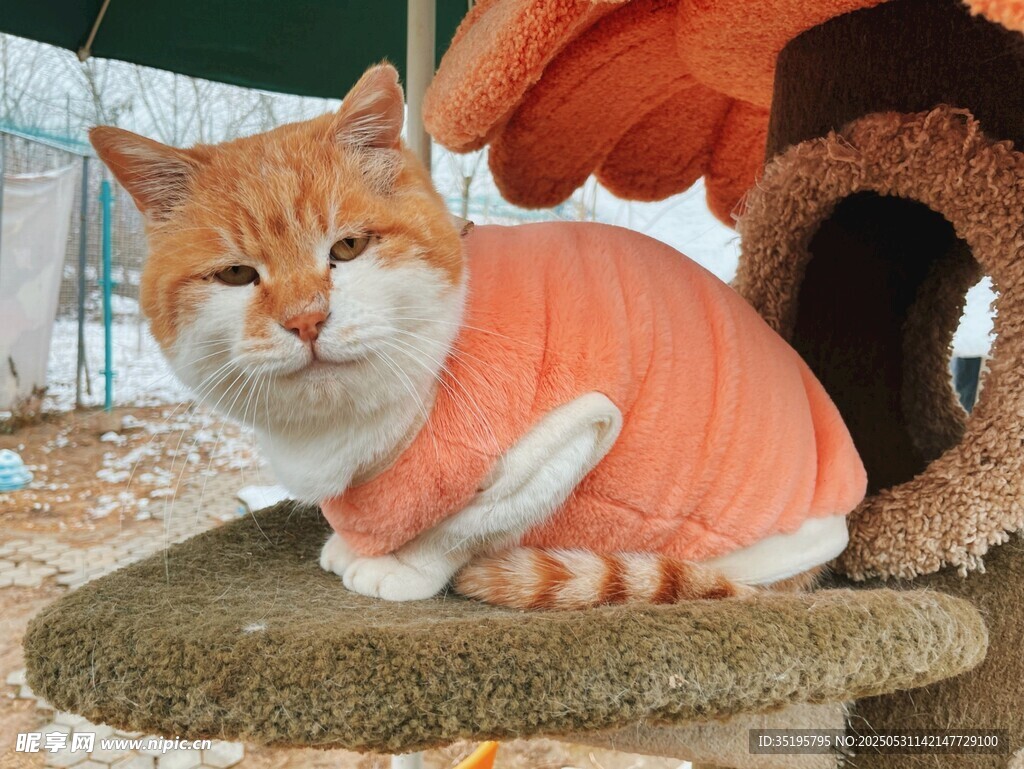 穿衣服的橘貓愜意蹲坐