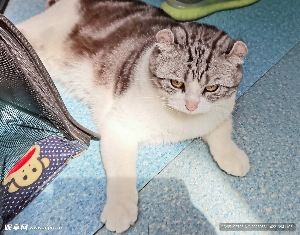 慵懶貓咪愜意躺臥