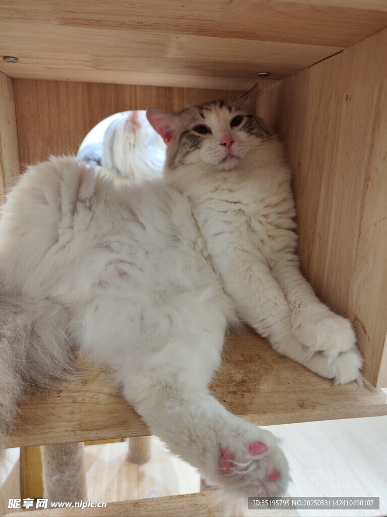 慵懶貓咪愜意躺于木架間