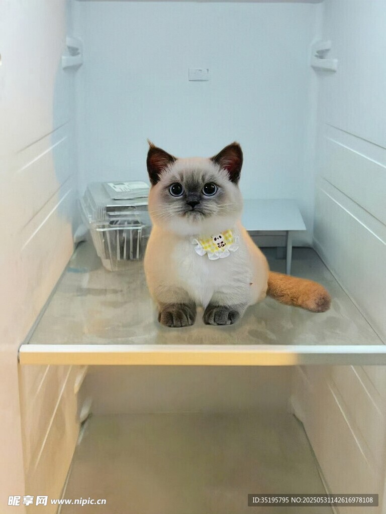 可愛暹羅貓端坐小空間