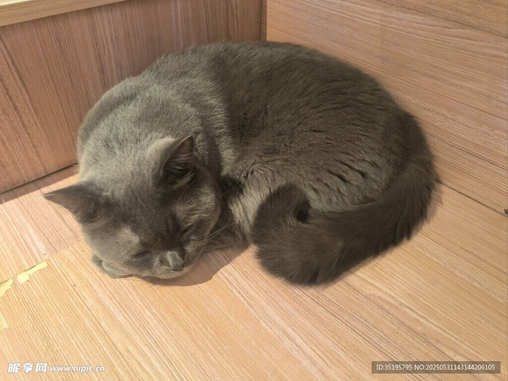 蜷睡的灰貓