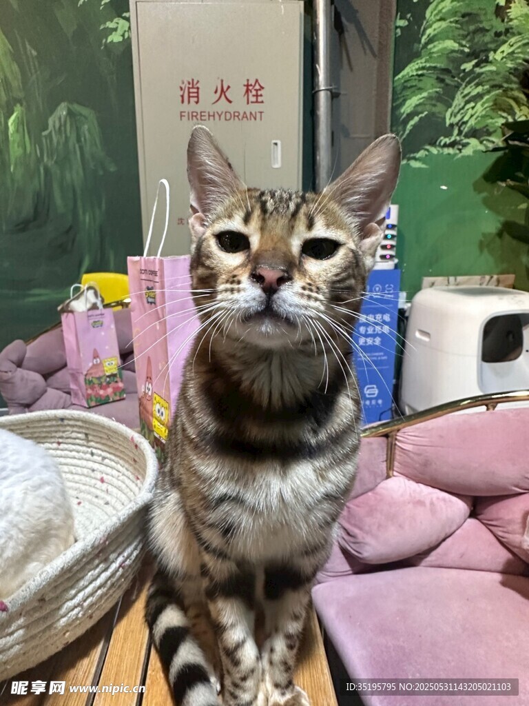 可愛貓咪置身溫馨小窩