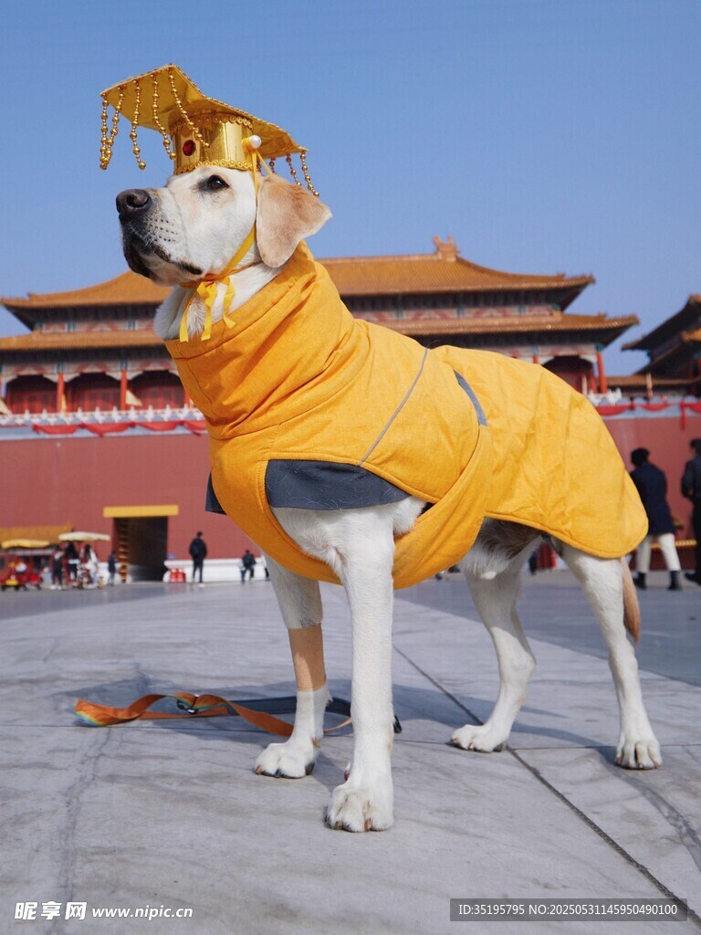 穿古裝的狗狗于故宮前