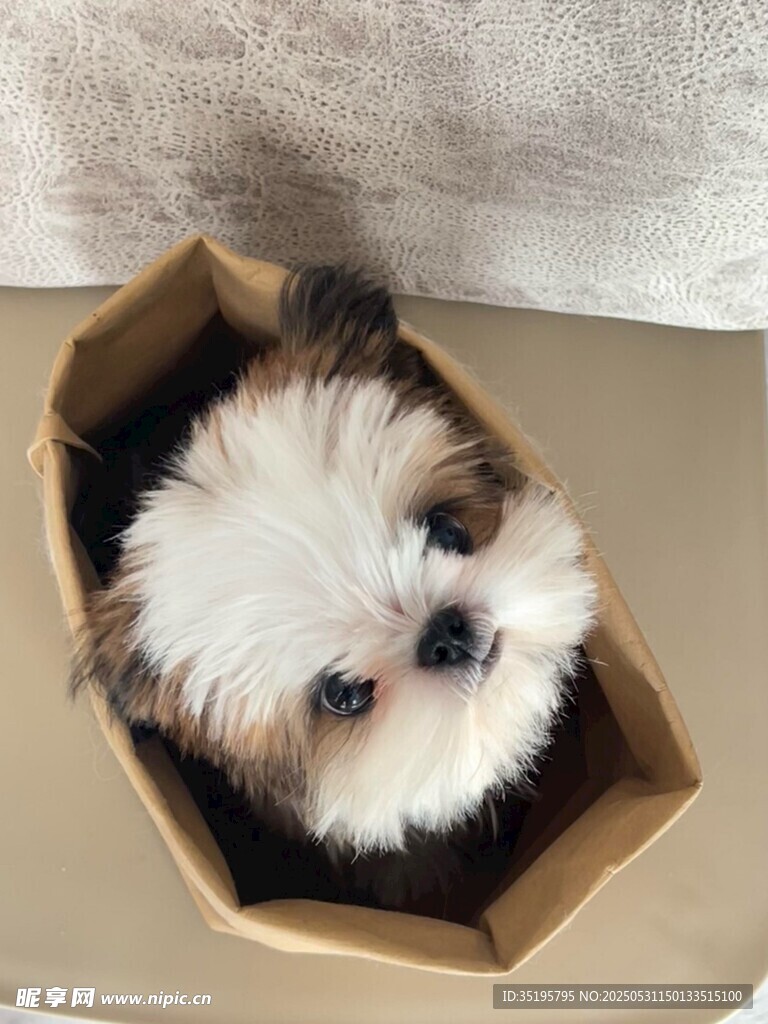 小萌犬窩在紙盒里