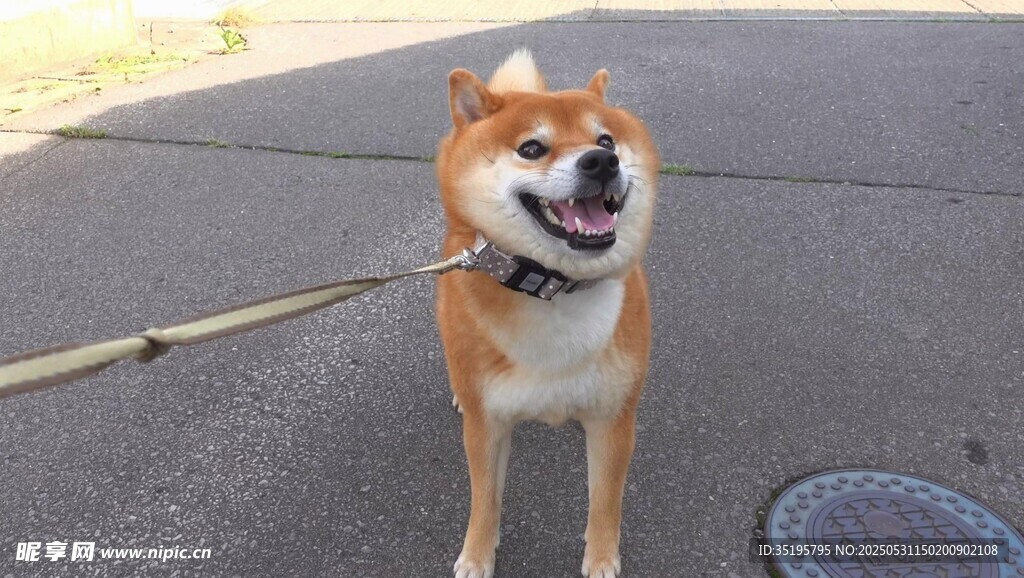 微笑柴犬被拴在戶外