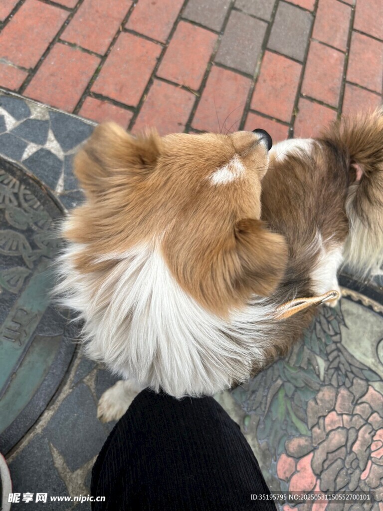 可愛棕白小狗蹲坐地面