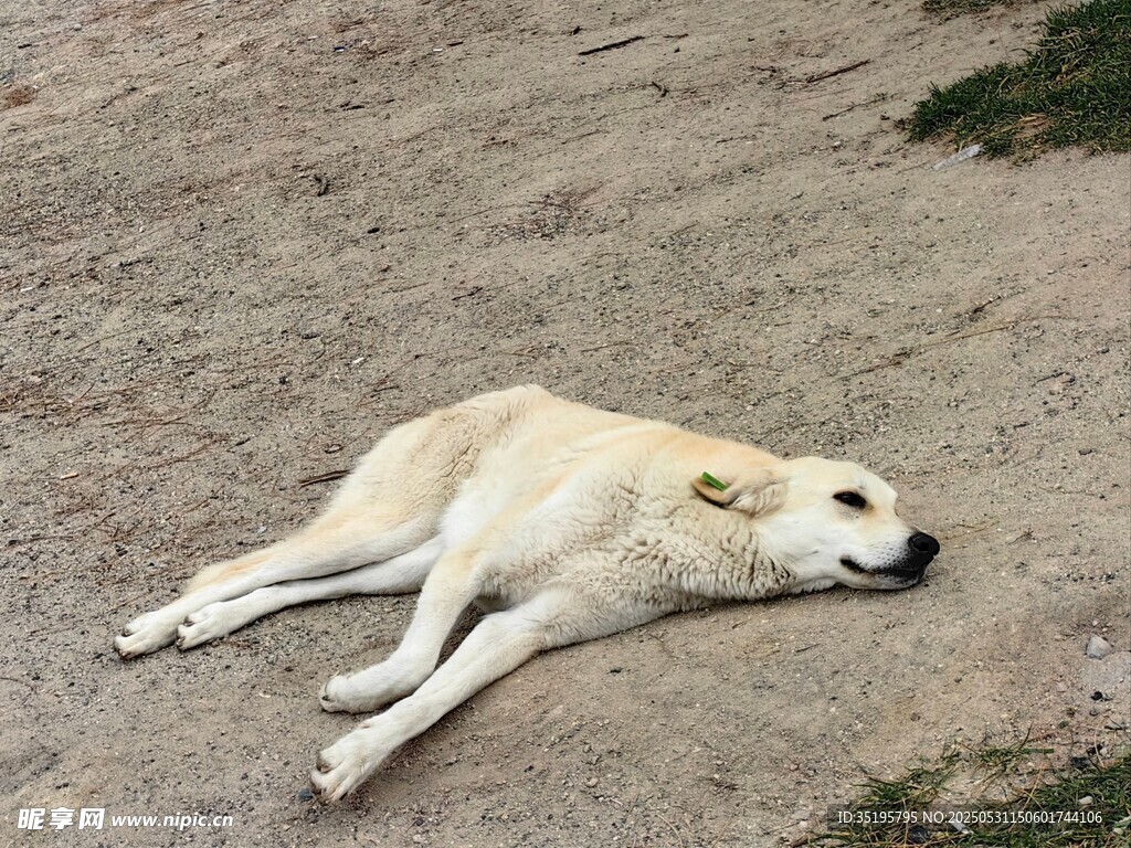 熟睡的白狗