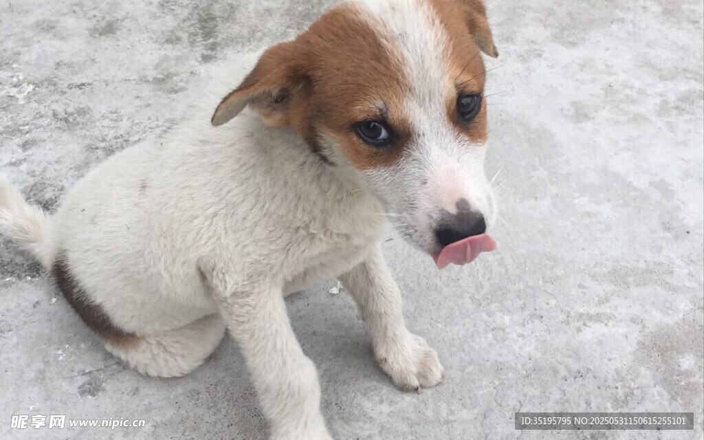 可愛小狗吐舌坐于雪地