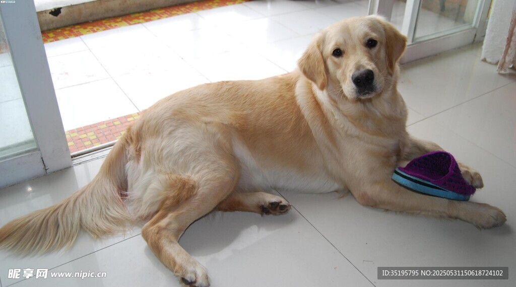 金毛犬悠閑躺地玩玩具