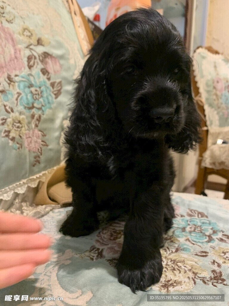 可愛黑幼犬與人互動(dòng)瞬間