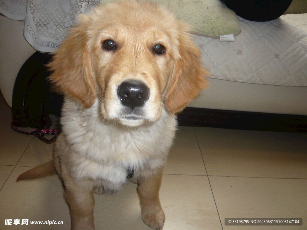 可愛金毛犬乖巧端坐