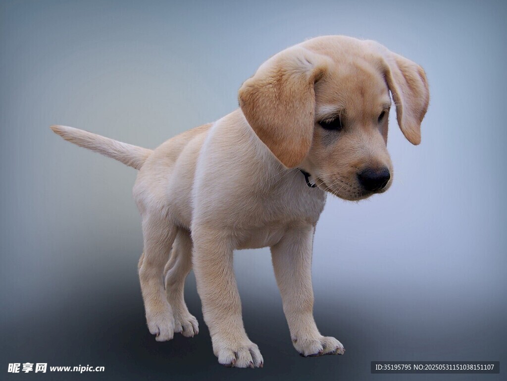 可愛拉布拉多幼犬站立