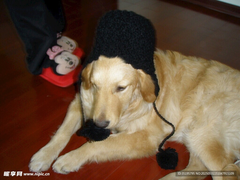 戴帽子的可愛拉布拉多犬