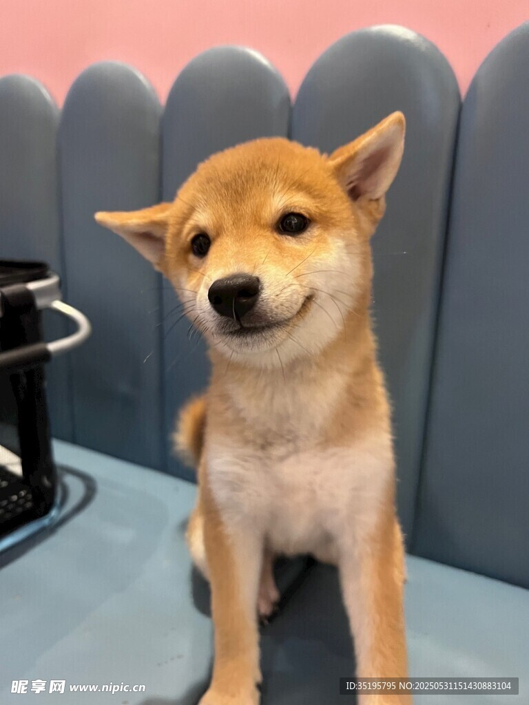 可愛柴犬乖巧坐姿