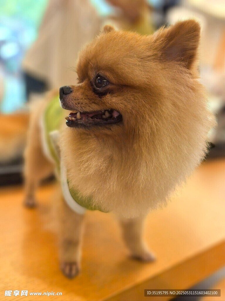 可愛博美犬穿綠衣