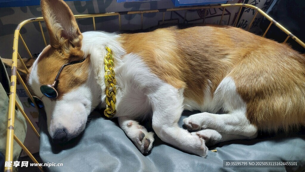 熟睡的柯基犬