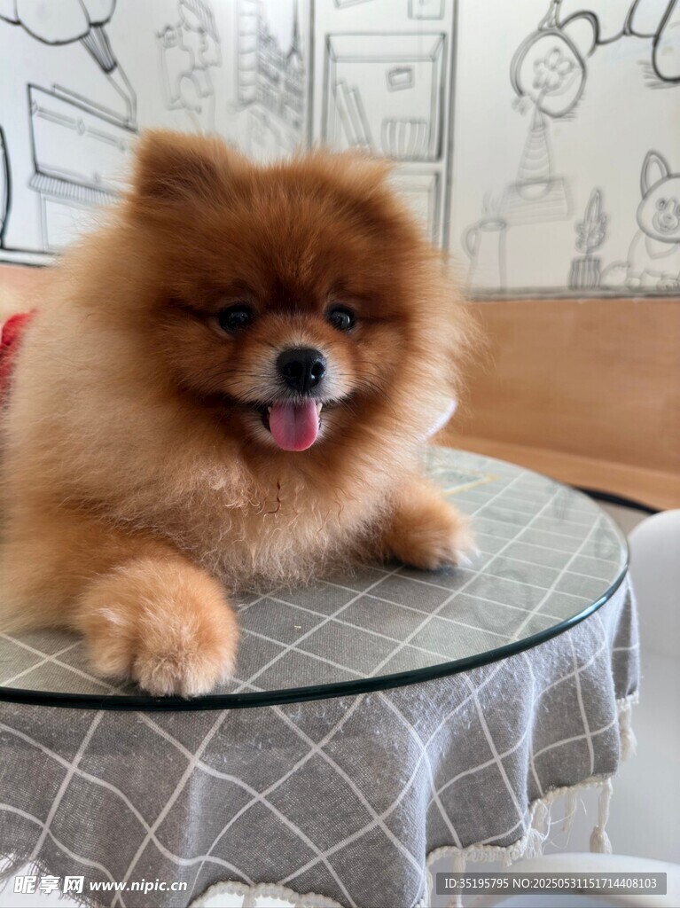 可愛博美趴坐圓桌上