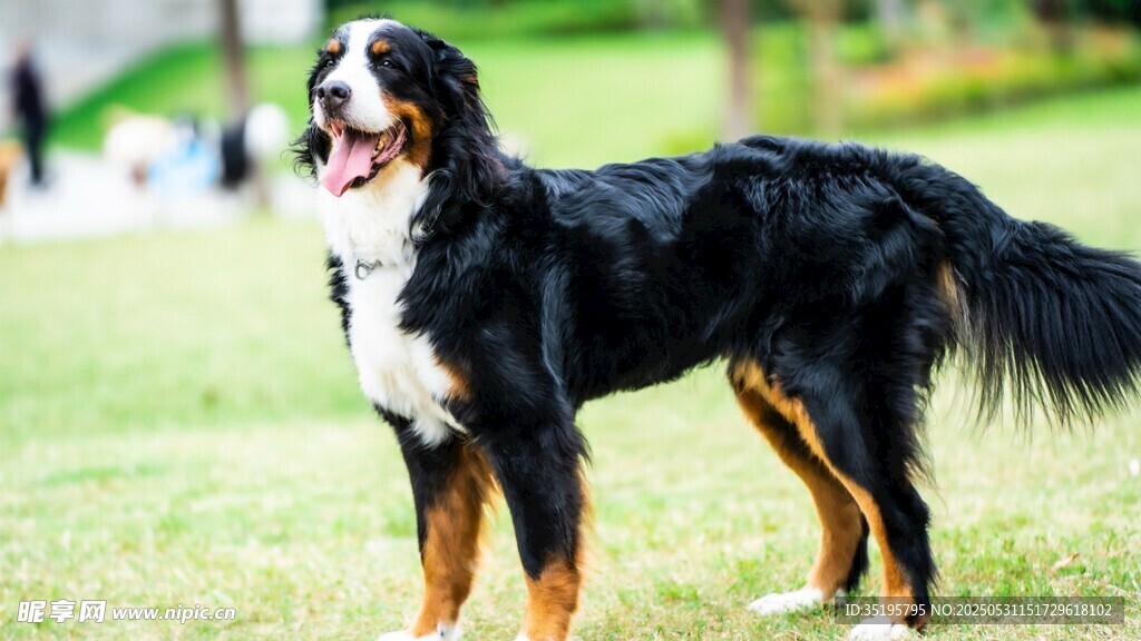 可愛伯恩山犬站立在草地