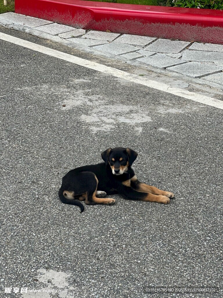 路邊趴著的小黑狗