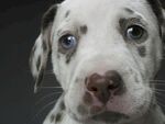 可愛斑點幼犬特寫