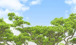 藍天綠樹背景