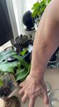 手撫綠植展現自然生機