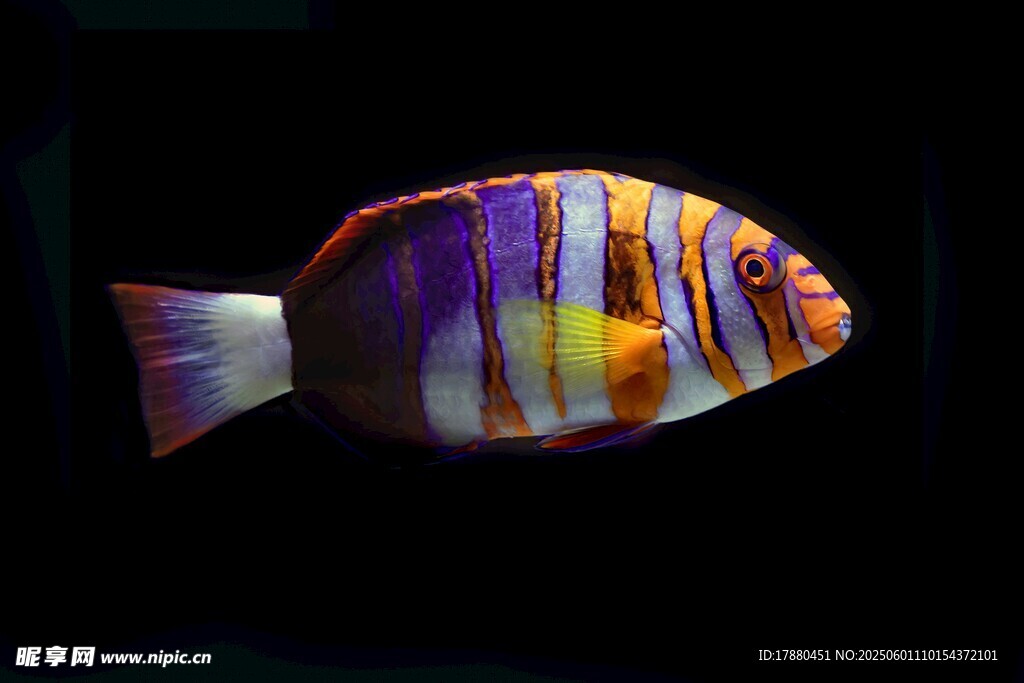 熱帶魚