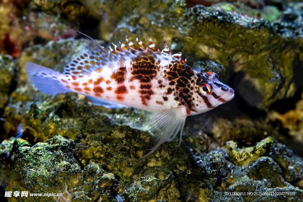 熱帶魚