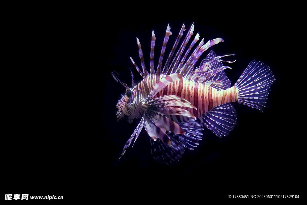 熱帶魚