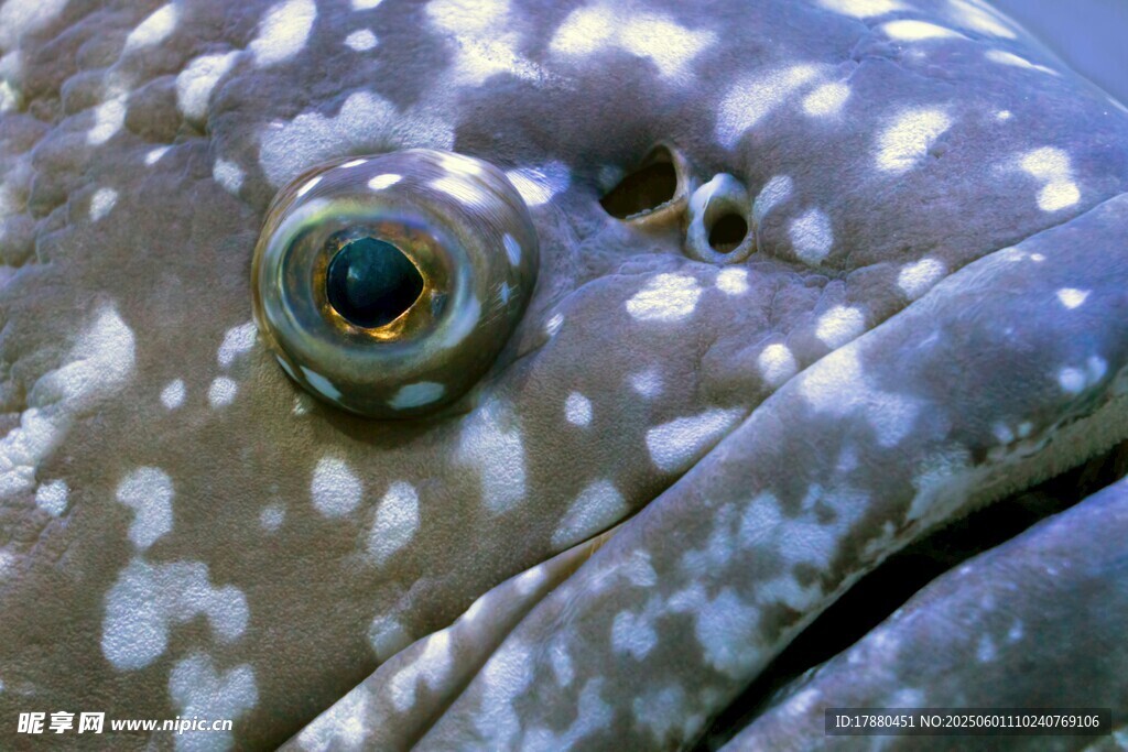熱帶魚