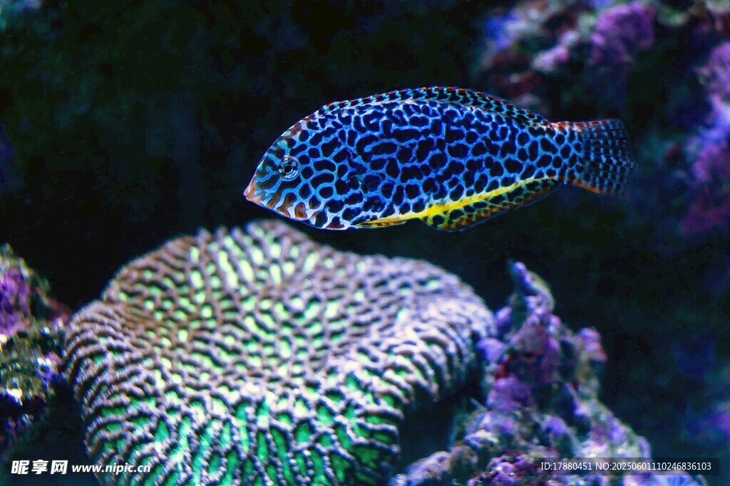 熱帶魚