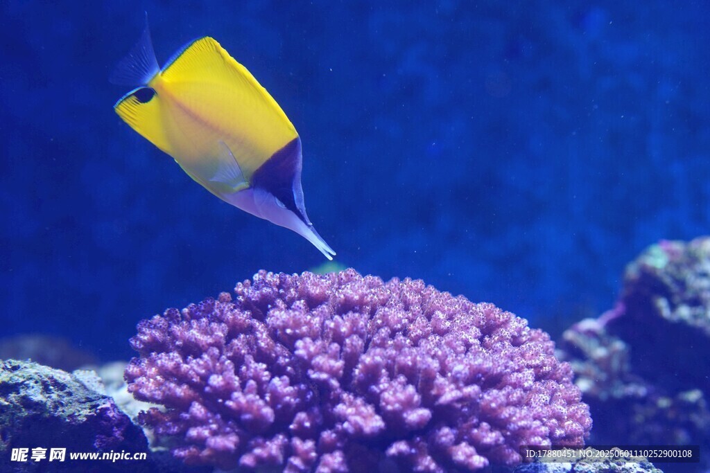 熱帶魚
