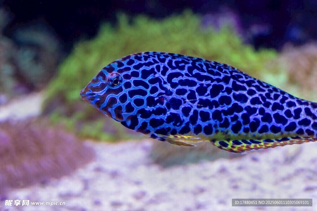 海兔魚