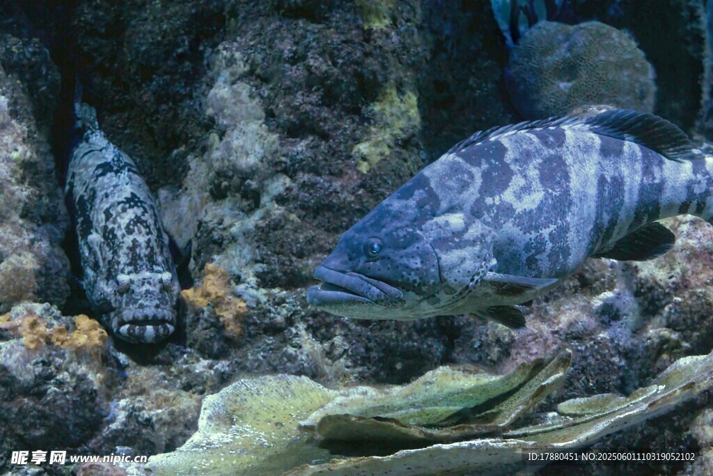 熱帶魚